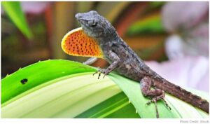 Lizards offer new approach to artificial lungs